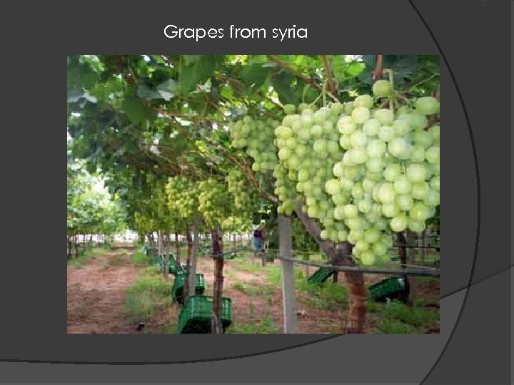 Grapes from syria 