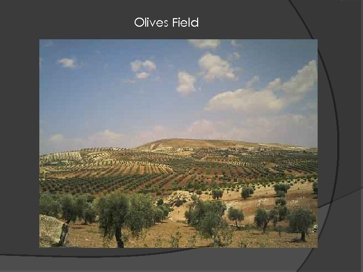 Olives Field 