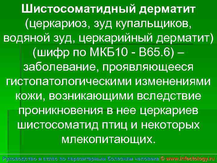 Шистосоматидный дерматит (церкариоз, зуд купальщиков, водяной зуд, церкарийный дерматит) (шифр по МКБ 10 -