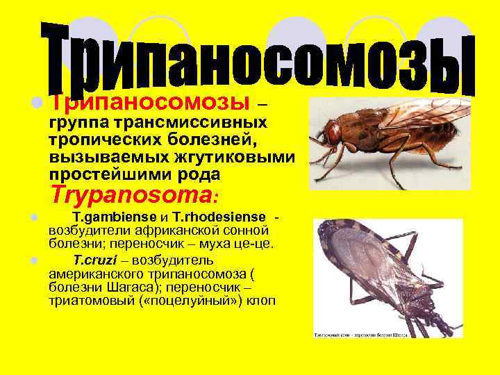 l Трипаносомозы – группа трансмиссивных тропических болезней, вызываемых жгутиковыми простейшими рода Trypanosoma: T. gambiense