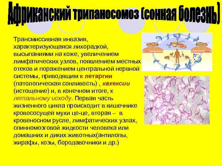 Трансмиссивная инвазия, характеризующаяся лихорадкой, высыпаниями на коже, увеличением лимфатических узлов, появлением местных отеков и