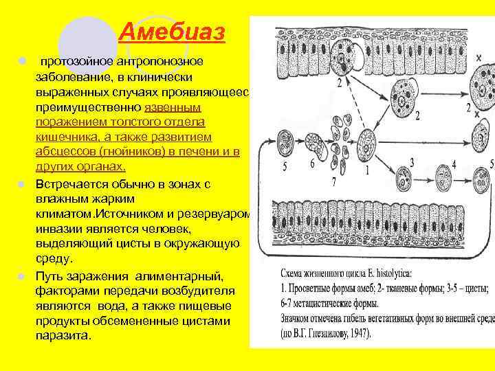 Амебиаз l протозойное антропонозное заболевание, в клинически выраженных случаях проявляющееся преимущественно язвенным поражением толстого
