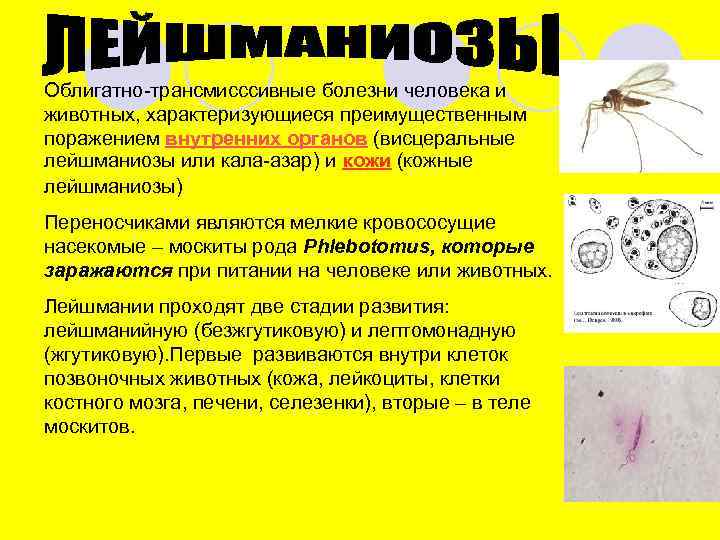 Облигатно-трансмисссивные болезни человека и животных, характеризующиеся преимущественным поражением внутренних органов (висцеральные лейшманиозы или кала-азар)