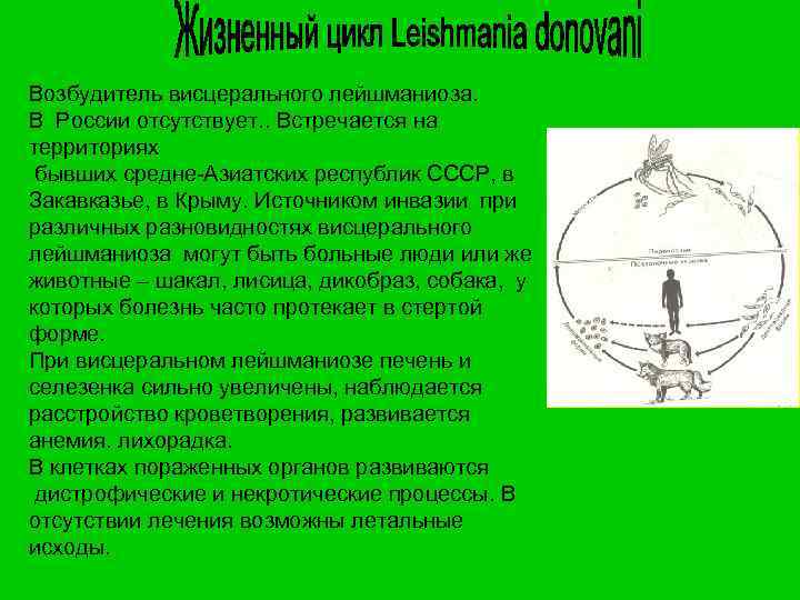 Возбудитель висцерального лейшманиоза. В России отсутствует. . Встречается на территориях бывших средне-Азиатских республик СССР,