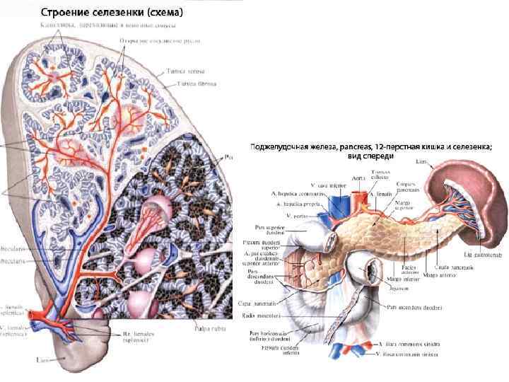 Селезенка характеристика. Селезенка анатомия схема. Селезенка собаки анатомия строения. Анатомическое строение селезенки. Внутреннее строение селезенки схема.