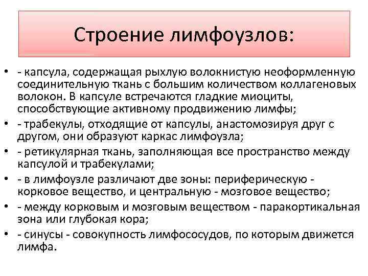 Строение лимфоузлов: • - капсула, содержащая рыхлую волокнистую неоформленную соединительную ткань с большим количеством