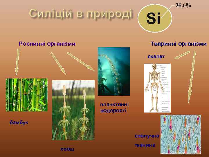 26, 6% Si Рослинні організми Тваринні організми скелет планктонні водорості бамбук сполучна хвощ тканина