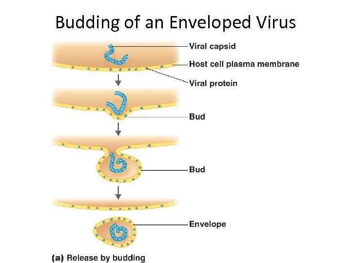 Budding of an Enveloped Virus 