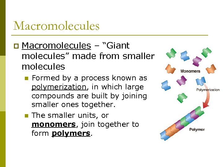 Macromolecules p Macromolecules – “Giant molecules” made from smaller molecules n n Formed by
