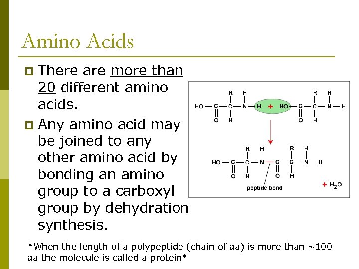 Amino Acids There are more than 20 different amino acids. p Any amino acid