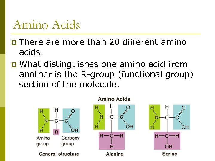 Amino Acids There are more than 20 different amino acids. p What distinguishes one