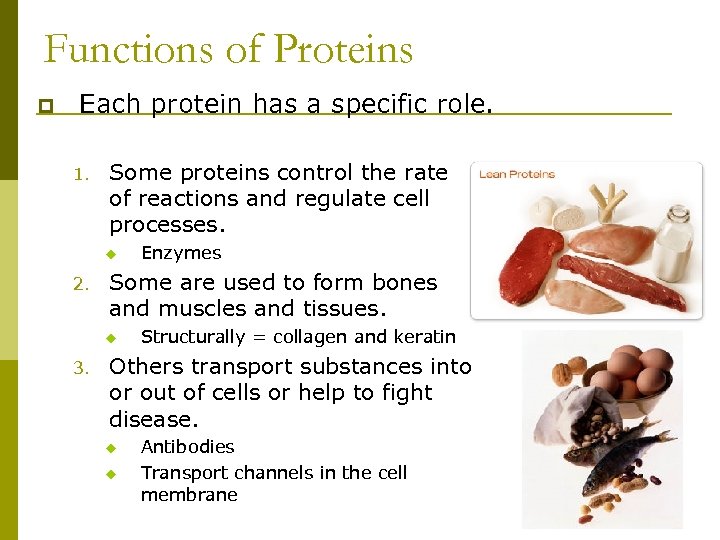Functions of Proteins p Each protein has a specific role. 1. Some proteins control
