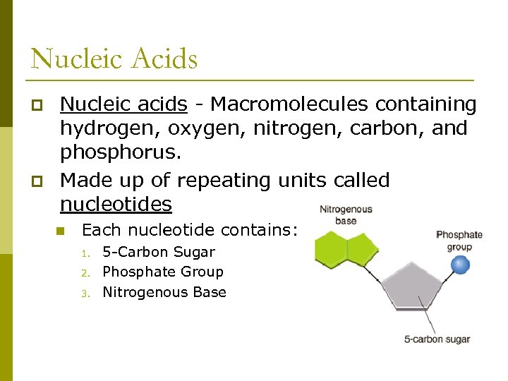 Nucleic Acids p p Nucleic acids - Macromolecules containing hydrogen, oxygen, nitrogen, carbon, and
