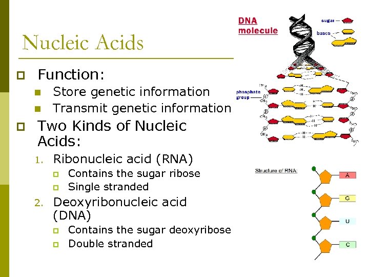 Nucleic Acids p Function: n n p Store genetic information Transmit genetic information Two