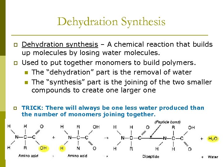 Dehydration Synthesis p p Dehydration synthesis – A chemical reaction that builds up molecules