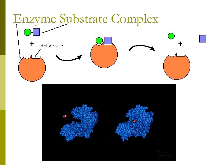 Enzyme Substrate Complex Active site 