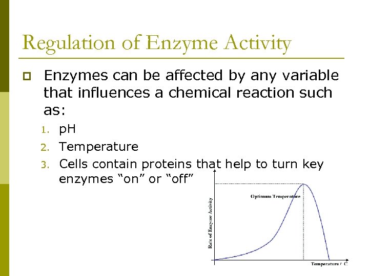Regulation of Enzyme Activity p Enzymes can be affected by any variable that influences