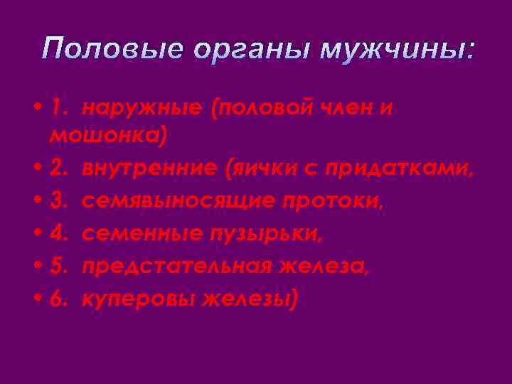 Половые органы мужчины: • 1. наружные (половой член и мошонка) • 2. внутренние (яички