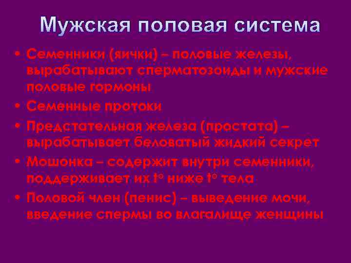 Мужская половая система • Семенники (яички) – половые железы, вырабатывают сперматозоиды и мужские половые