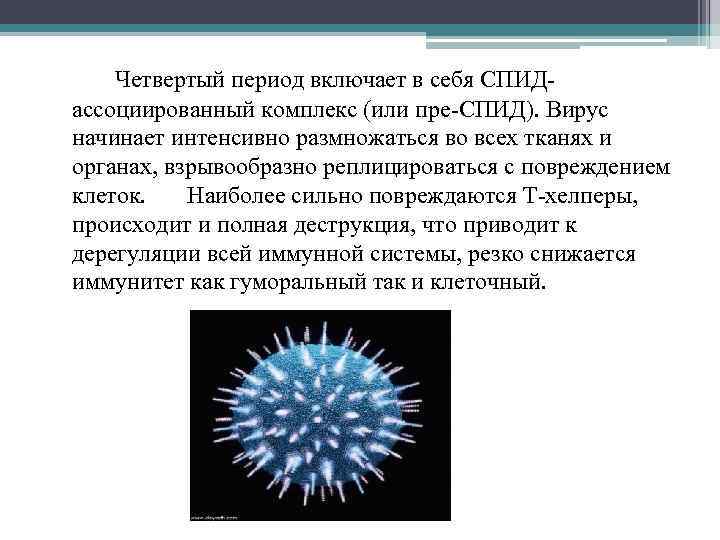 Четвертый период включает в себя СПИД- ассоциированный комплекс (или пре-СПИД). Вирус начинает интенсивно размножаться