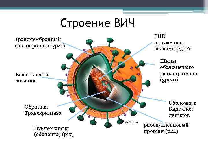 Белки вич. Структура нуклеокапсида ВИЧ. Структура вируса СПИД. Схема вируса ВИЧ. Строение вириона ВИЧ.