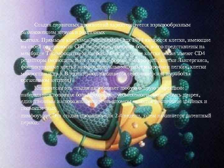 Стадия первичных проявлений характеризуется взрывообразным размножением вируса в различных клетках. Прямыми клетками- «мишенями» для