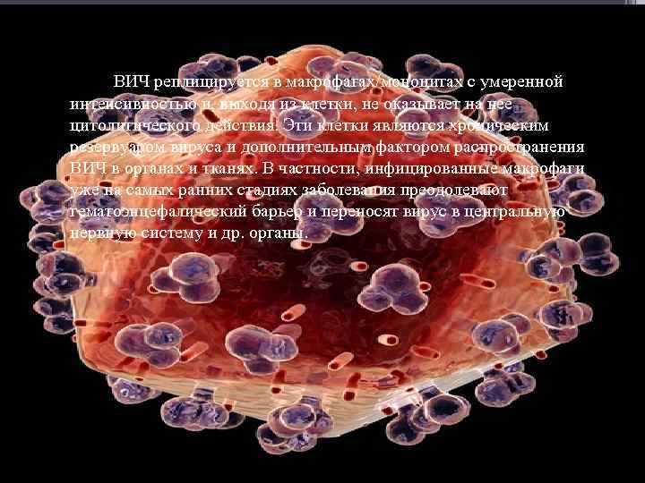  ВИЧ реплицируется в макрофагах/моноцитах с умеренной интенсивностью и, выходя из клетки, не оказывает