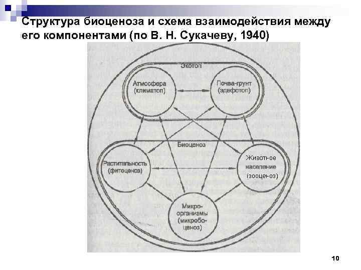 Прокомментируйте схему биогеоценоз биоценоз биотоп