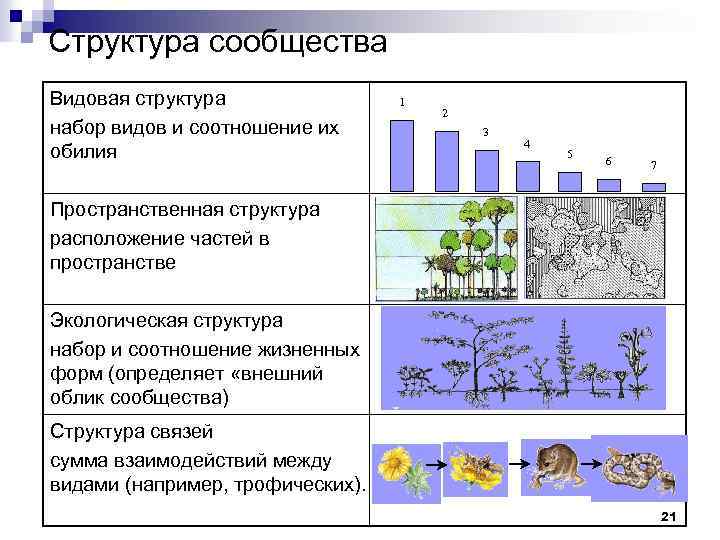 Примеры биоценоза в биологии