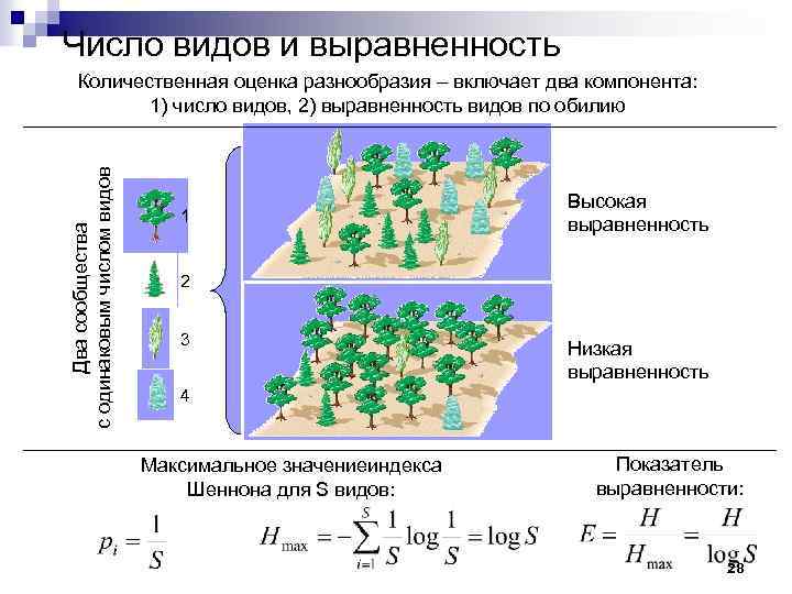 Распределив вид. Горизонтальная структура биоценоза. Оценка видового разнообразия. Вертикальная структура биоценоза. Выравненность видов.