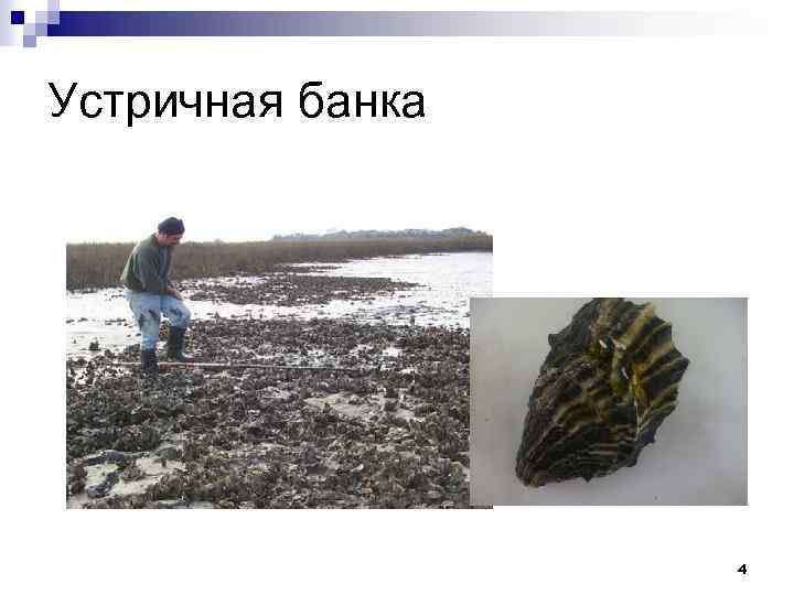 Устричная банка 4 