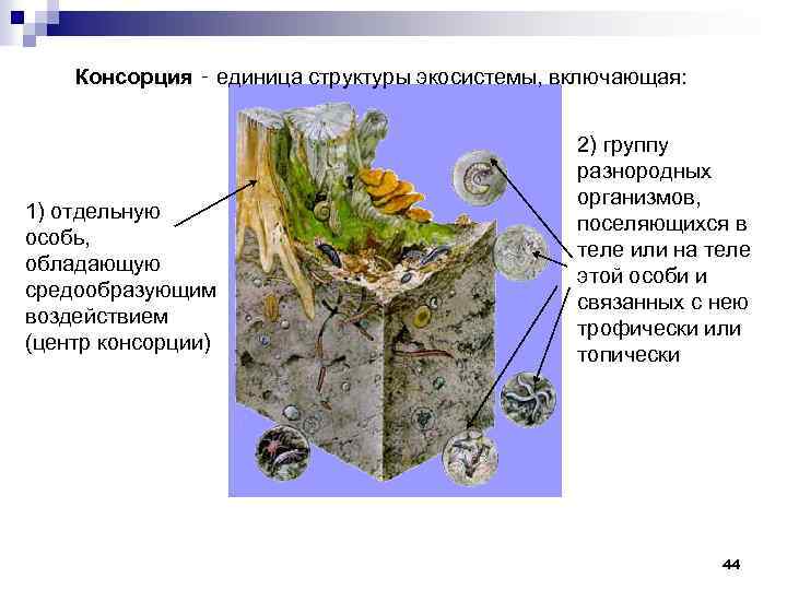 Схема консорции в лесной экосистеме