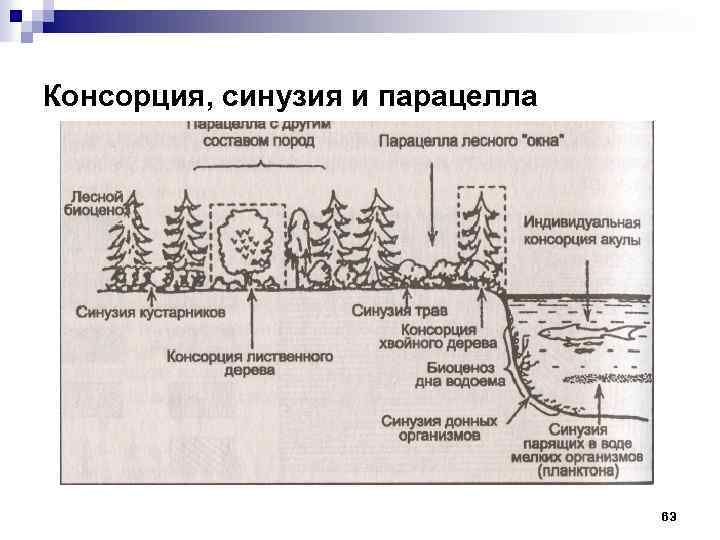 Схема консорции дуба черешчатого