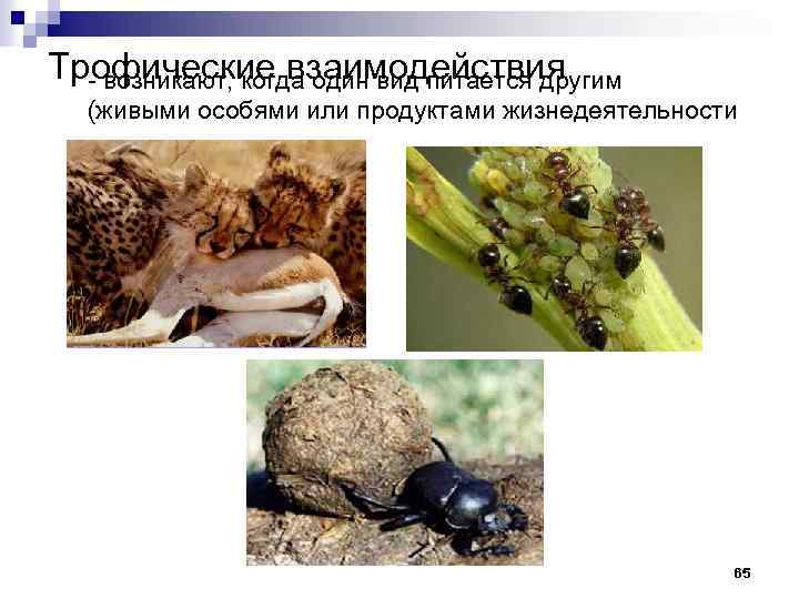 Трофические взаимодействия возникают, когда один вид питается другим (живыми особями или продуктами жизнедеятельности 65