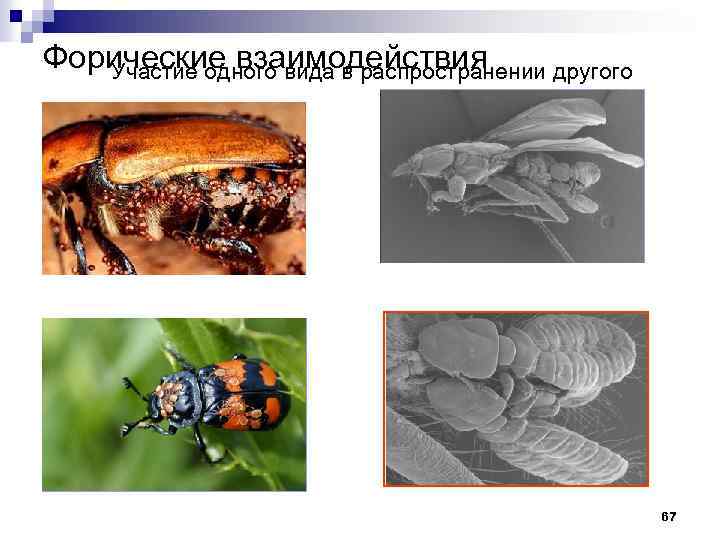 Форические взаимодействия Участие одного вида в распространении другого 67 