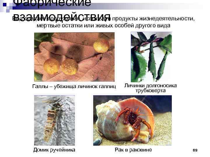 Фабрические Вид создает сооружения, используя продукты жизнедеятельности, взаимодействия мертвые остатки или живых особей другого