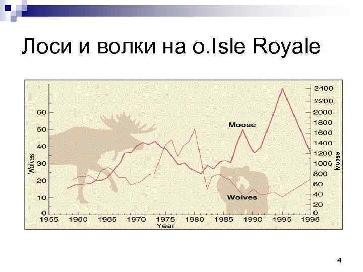 Лоси и волки на о. Isle Royale 4 