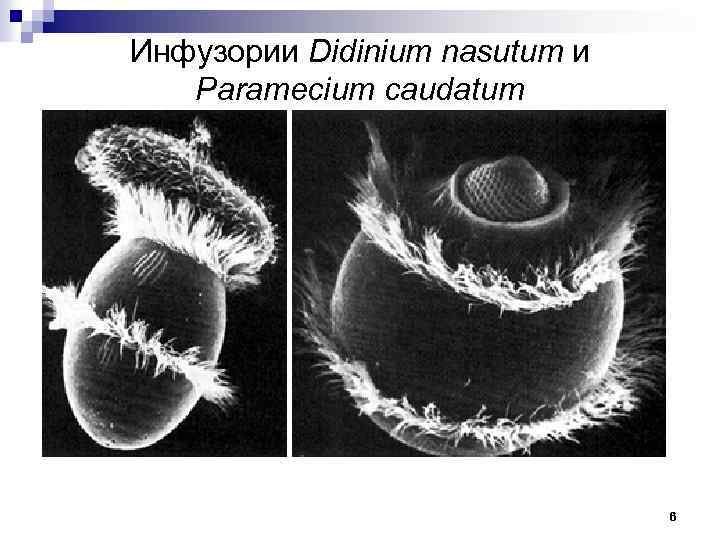 Инфузории Didinium nasutum и Paramecium caudatum 6 