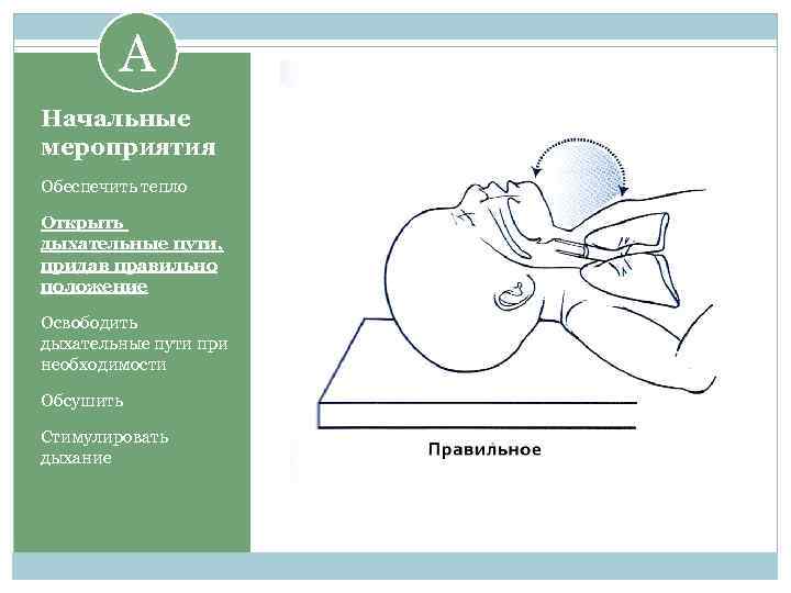 A Начальные мероприятия Обеспечить тепло Открыть дыхательные пути, придав правильно положение Освободить дыхательные пути