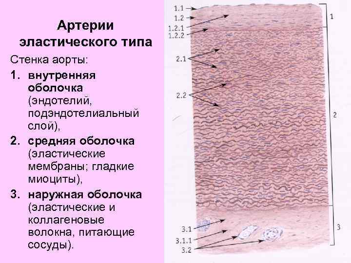 Артерия мышечного типа гистология рисунок с подписями