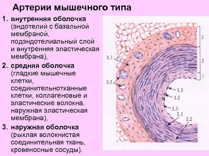 Артерия мышечного типа рисунок