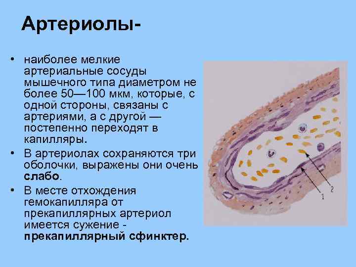 Артериолы • наиболее мелкие артериальные сосуды мышечного типа диаметром не более 50— 100 мкм,