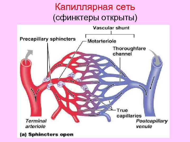 Локтевая артериальная сеть схема