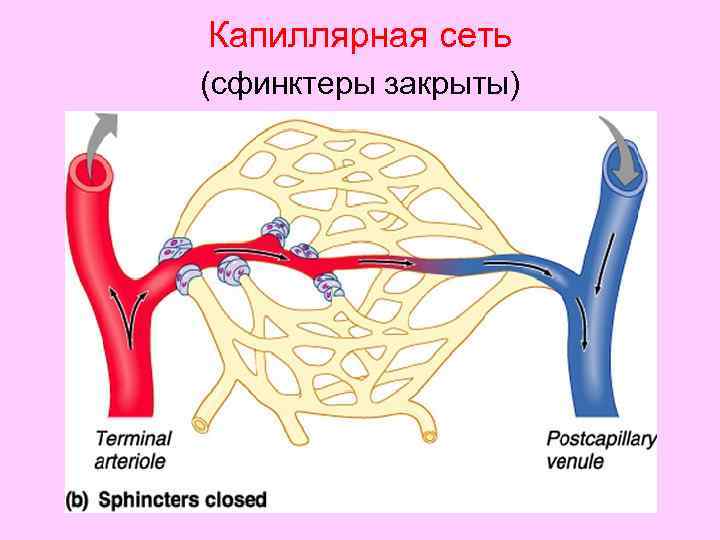 Капиллярная сеть (сфинктеры закрыты) 