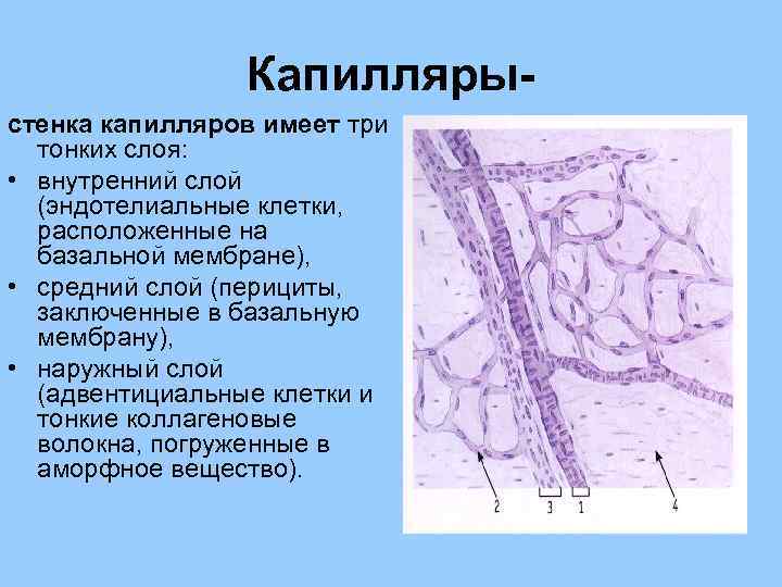 Сосудистая стенка