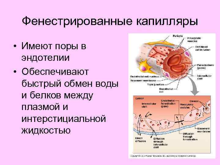 Капилляры имеют