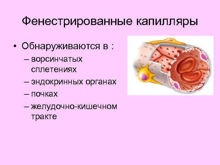 Фенестрированные капилляры • Обнаруживаются в : – ворсинчатых сплетениях – эндокринных органах – почках