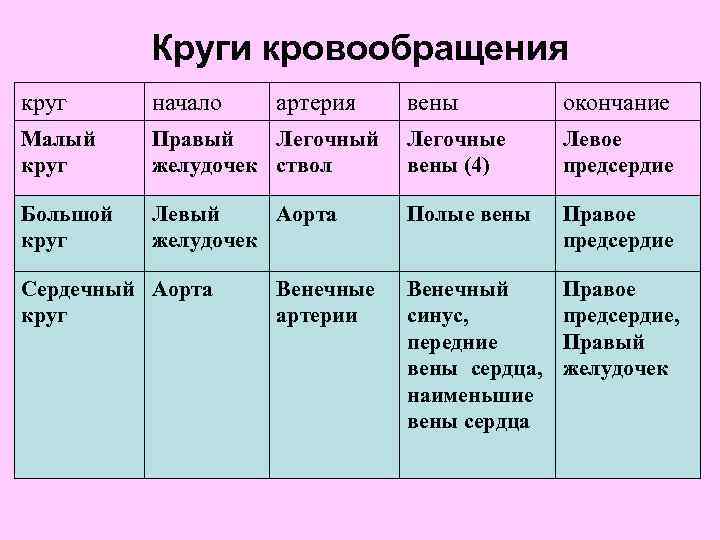 Круги кровообращения круг начало Малый круг Большой круг вены окончание Правый Легочный желудочек ствол