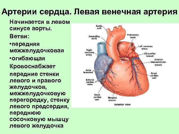 Правая сердечная артерия. Передняя межжелудочковая артерия сердца. Левая венечная артерия кровоснабжает. Коронарные венечные сосуды. Венечные артерии сердца анатомия.