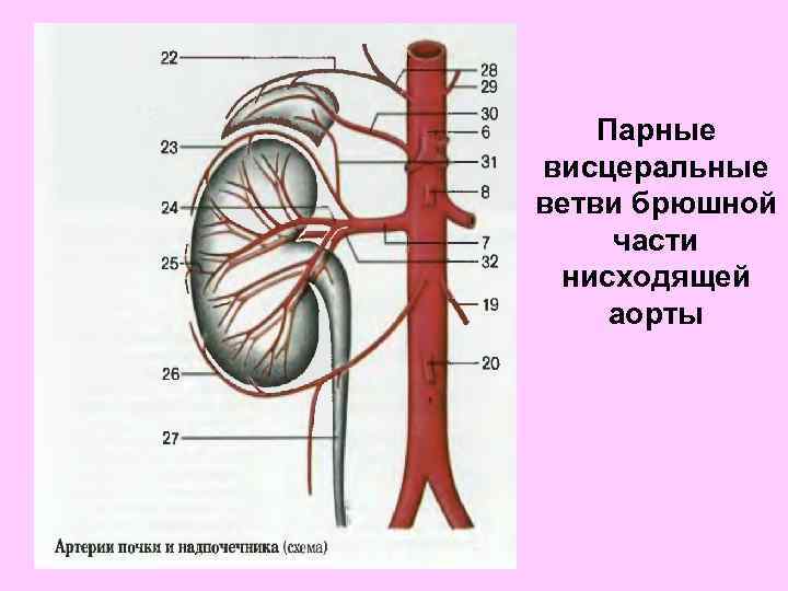 Схема анастомозов непарных ветвей брюшной части аорты